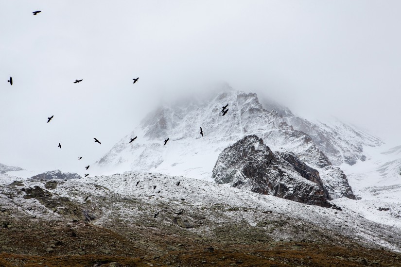 birds cold fog 4037 825x550 1 - Wardeeq news