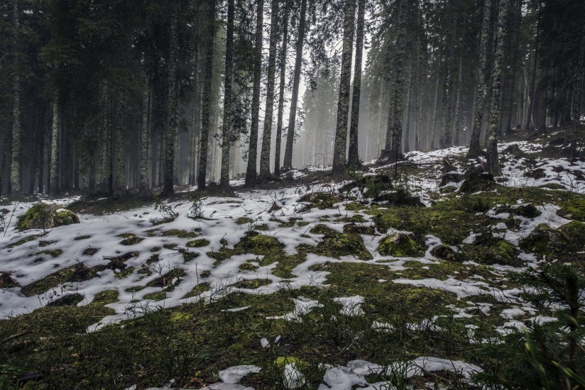 forest nature snow 4058 824x550 1 - Wardeeq news