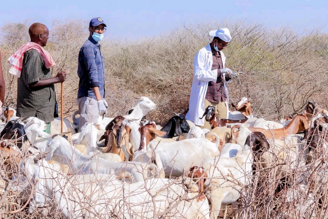 Wasaaradda Xanaanada Xoolaha Dowladda Koonfur Galbeed oo weli wadda ololaha talaalka